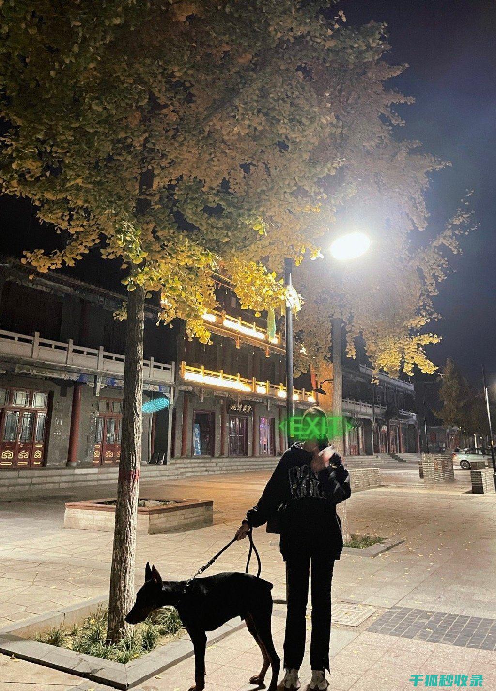 地倒设施与宠物摄影大赛：捕捉宠物风采的竞赛 (倒置地形)
