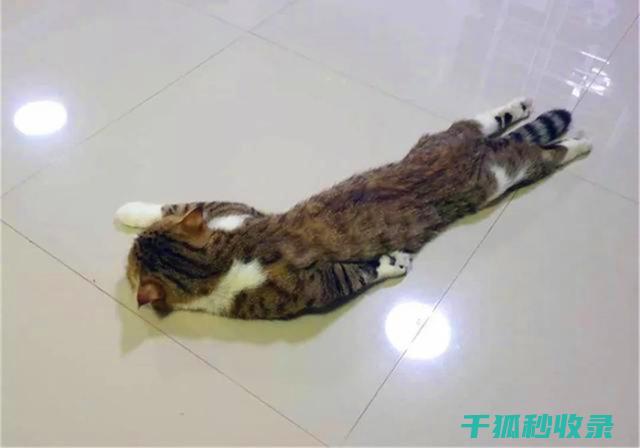 地倒设施与宠物社交派对：宠物交友的聚会 (倒置地形什么意思)