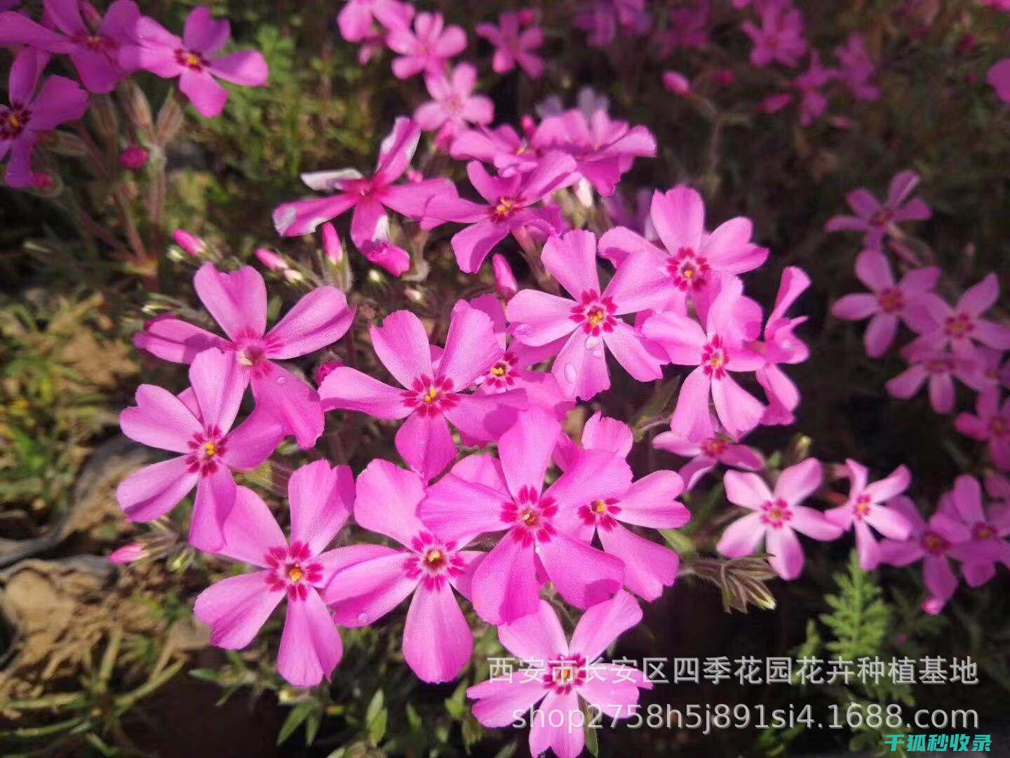 应季花卉养护：秋季花卉养护要点 (应季花卉养护培训内容)