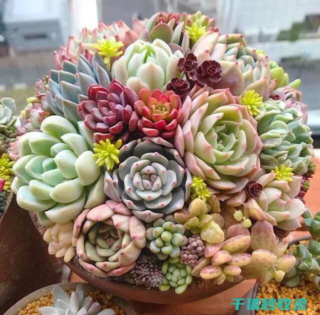多肉植物养护误区：避免过度施肥的陷阱 (多肉植物养护方法)