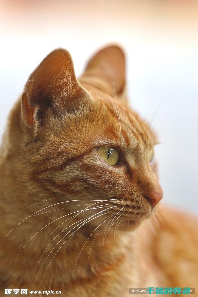 猫咪应激反应：从短期影响到长期后果的深入探讨 (猫咪应激反应的表现)