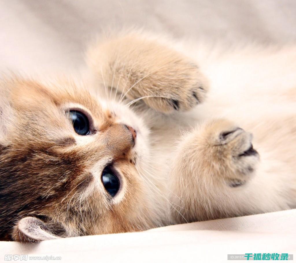 猫咪应激反应：如何在旅行中保护它们免受压力 (猫咪应激反应的表现)