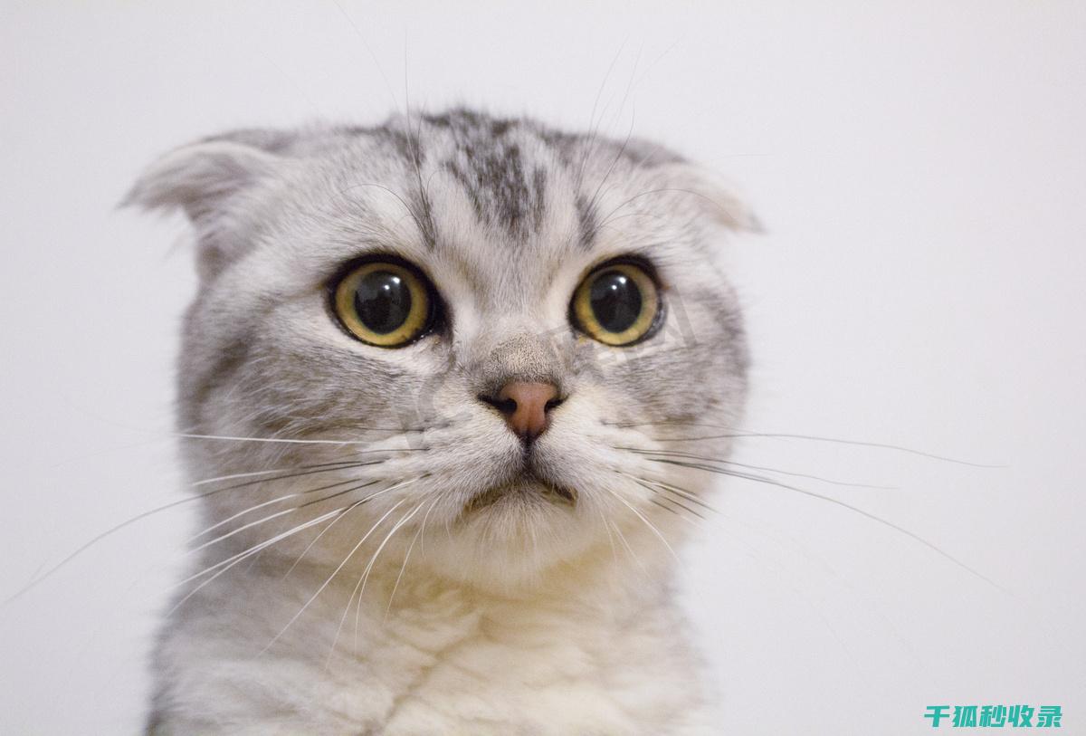 猫咪应激反应：如何通过更换猫粮口味减轻焦虑 (猫咪应激反应怎么缓解)