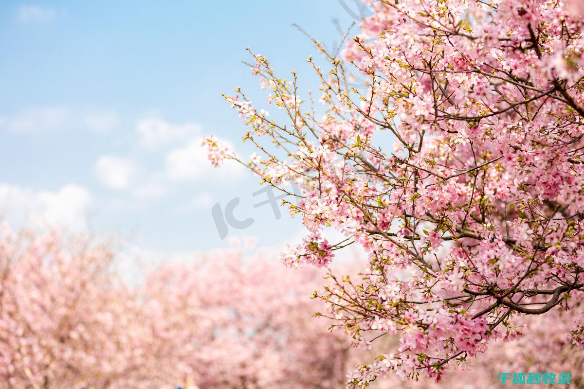 春季花卉施肥时机与天气变化的关系 (春季花卉施肥以什么肥为主)