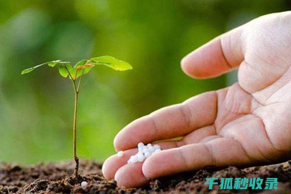 花卉施肥时机与不同植物种类的需求 (花卉施肥时机要求)