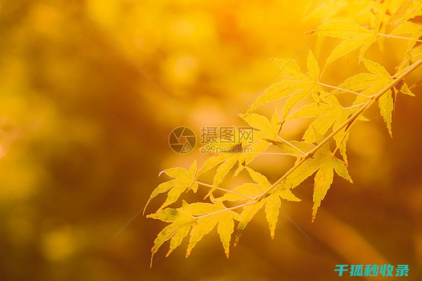 秋季花卉施肥需要什么肥料