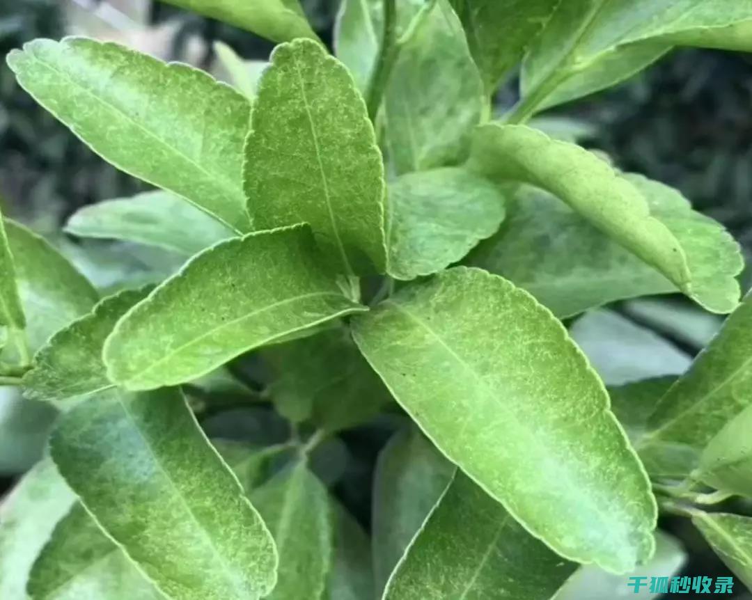 植物病虫害防治：土壤健康与病虫害防治的关系 (植物病虫害防治考试题及答案)