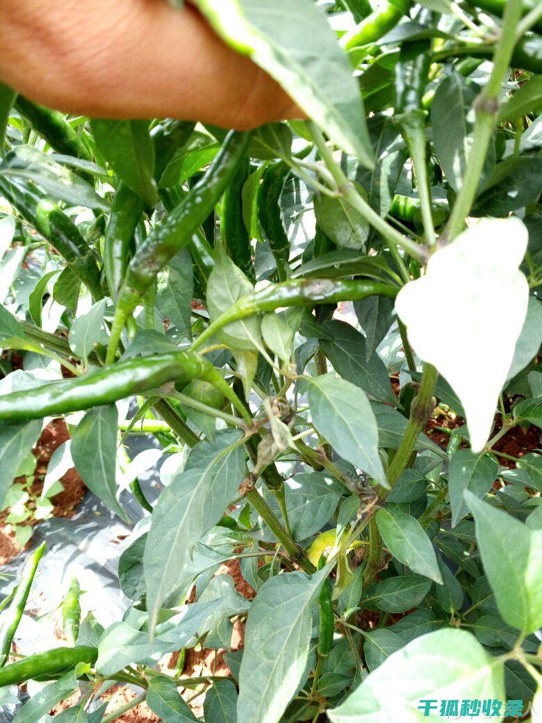 植物病虫害防治：如何利用物理屏障防止病虫侵害 (植物病虫害防治)