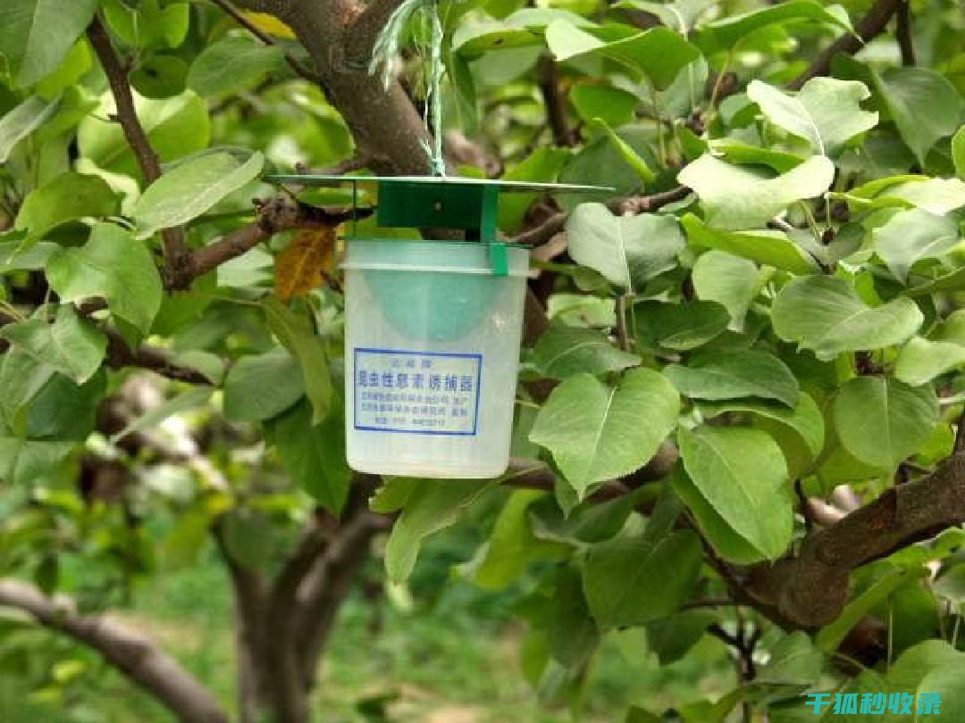 植物病虫害防治：如何通过合理的天然防治系统降低病虫害风险 (植物病虫害防治考试题及答案)