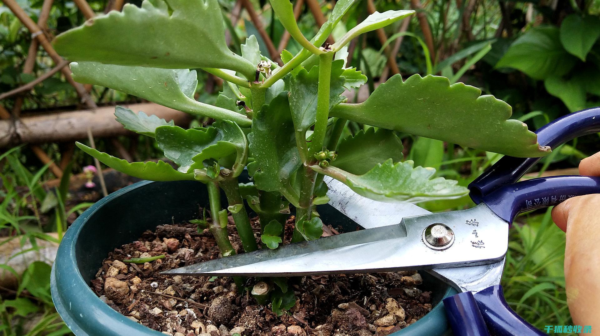 延长鲜花寿命的实用技巧：你必须知道 (延长鲜花寿命的7种方法是什么)