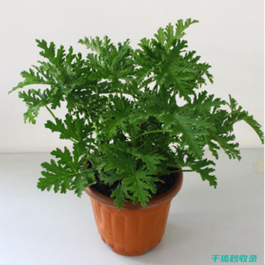 植物驱虫：传统智慧与现代生活的完美结合 (植物驱虫药有哪些)