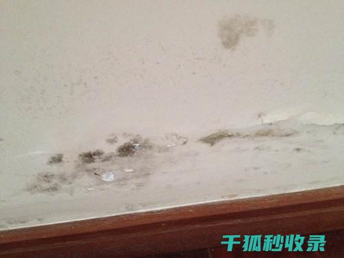 如何去除墙壁上的涂鸦：针对不同材质墙面的清洁方案 (如何去除墙壁上的霉菌)
