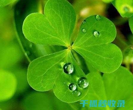 植物叶片为何会光亮？植物生理学的神秘解答 (植物叶片为何会发黄)