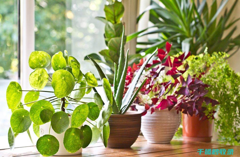植物叶片光亮：植物健康与环境适应的直观表现 (植物叶片光亮剂配方)