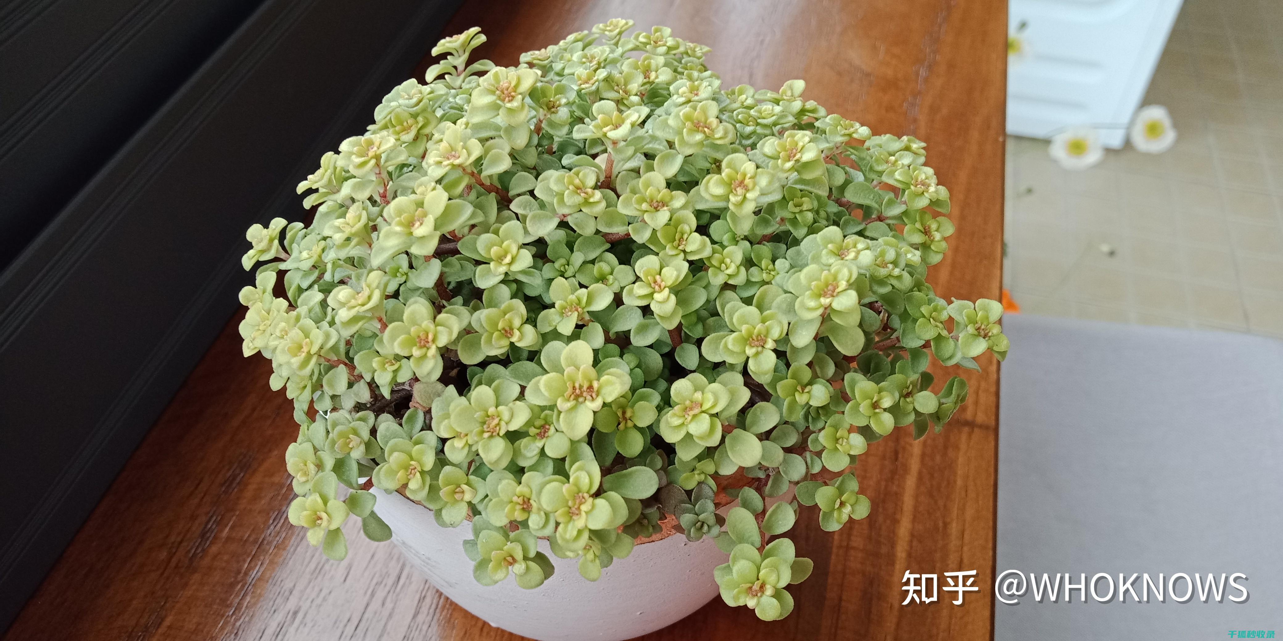 多肉植物养护经验分享：如何让多肉茁壮成长 (多肉植物养护方法)