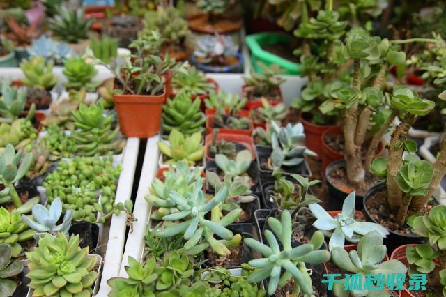 多肉植物养护全知道：光照、水分与肥料的科学搭配 (多肉植物养护方法)