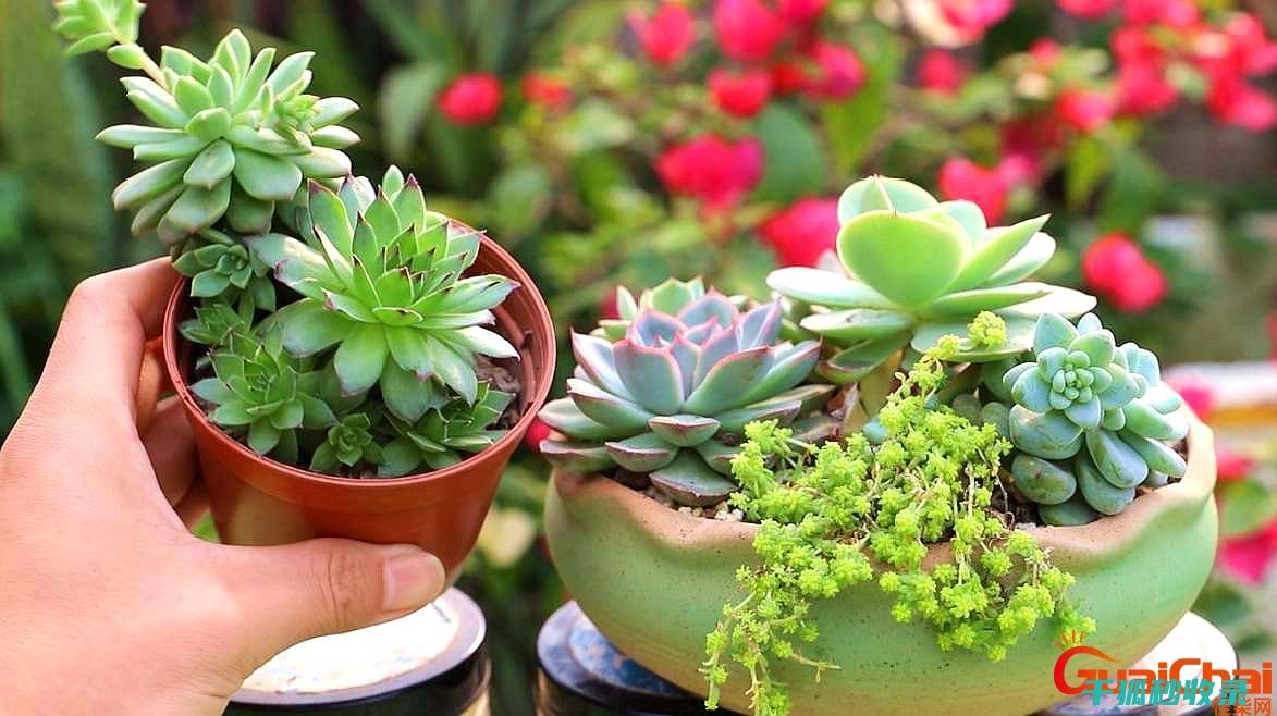 多肉植物养护全解惑：新手必看的养护问题解答 (多肉植物养护技巧)
