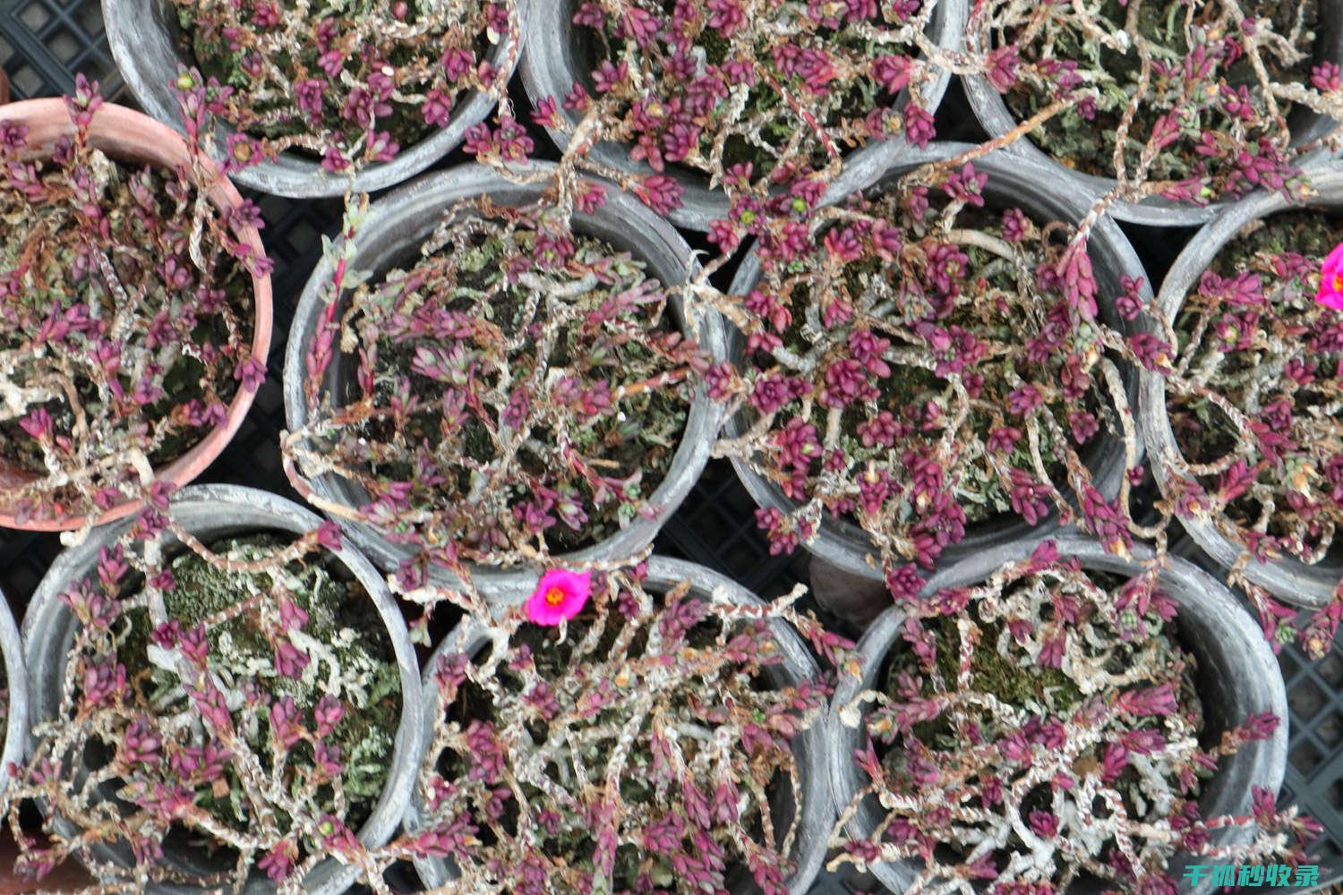 多肉植物养护全方法：从选土到浇水的每一个细节 (多肉植物养护方法)