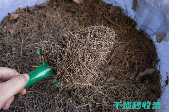 DIY花肥：用简单的材料培养美丽的花朵 (diy花肥)