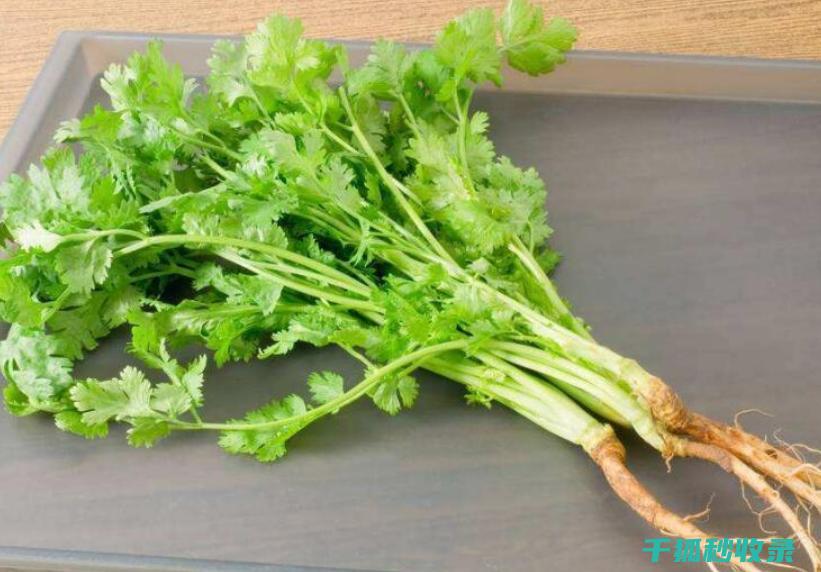 香菜怎么保存？这个秘密技巧快学起来！ (香菜怎么保存新鲜不烂)