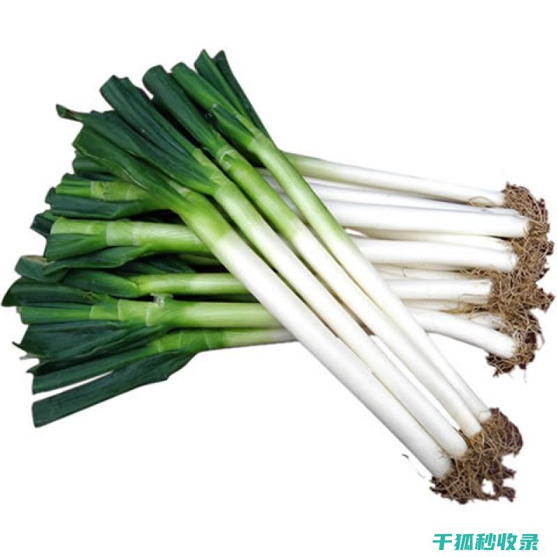 大葱储存小妙招：延长葱的新鲜期 (大葱储存小妙招)
