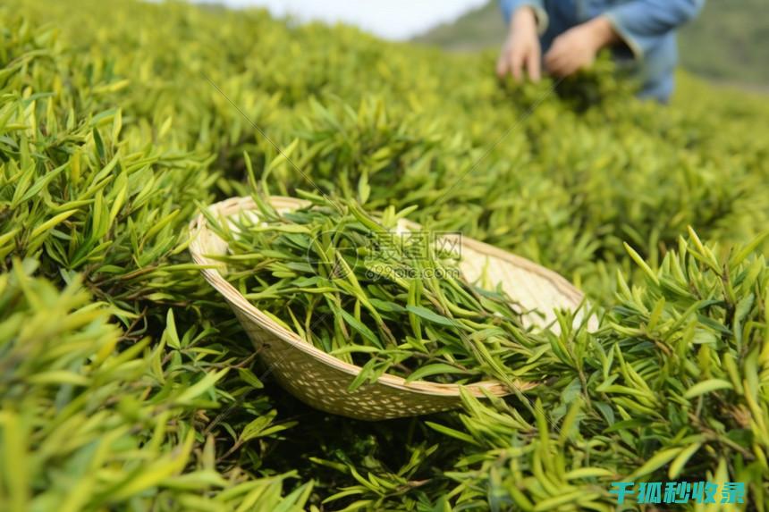 茶叶保存全解密：教你如何让茶叶保持最佳状态 (茶叶保存全解要多久)