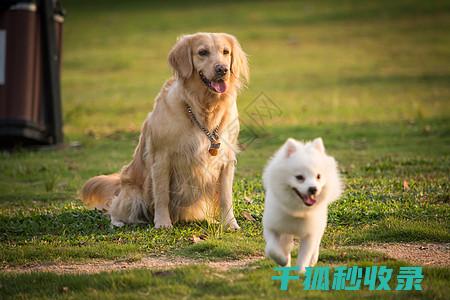 宠物碗清洁：轻松解决污垢和异味 (宠物碗清洁)