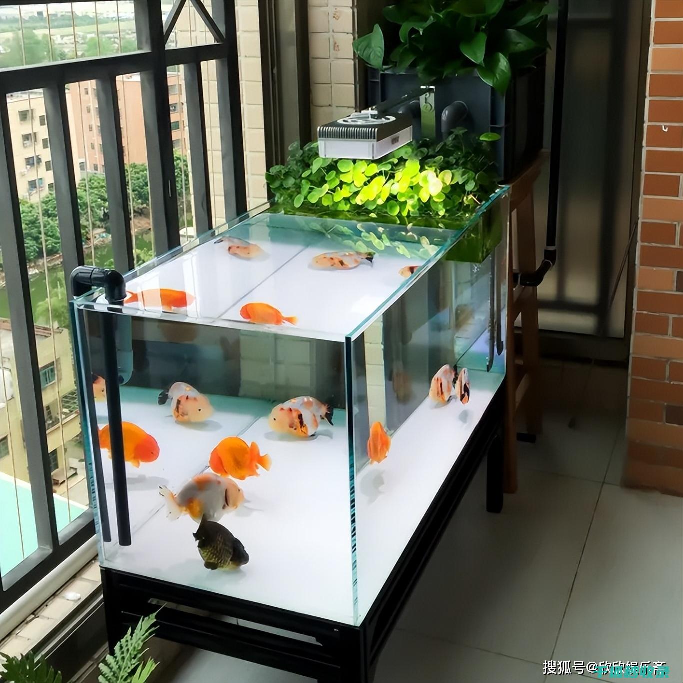 鱼缸清洁技巧：如何安全地清理加热器 (鱼缸清洁技巧视频)